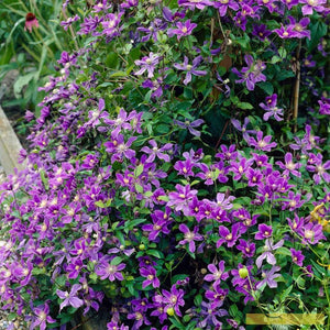 Clematis 'Arabella' | On a 90cm Cane in a 3L Pot Climbing Plants