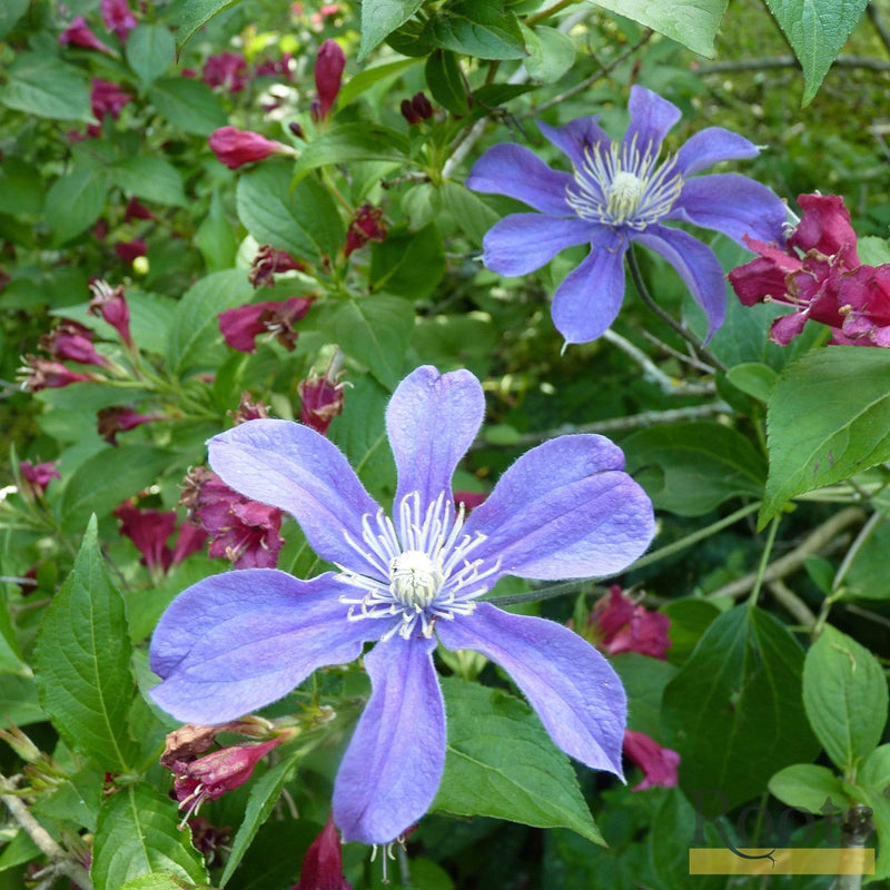 Clematis 'Arabella' | On a 90cm Cane in a 3L Pot Climbing Plants