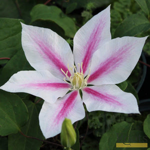 Clematis 'Andromeda' | On a 90cm Cane in a 3L Pot Climbing Plants