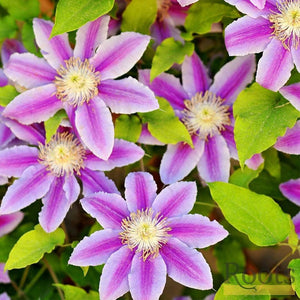 Clematis 'Andromeda' | On a 90cm Cane in a 3L Pot Climbing Plants