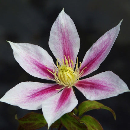 Clematis 'Andromeda' | On a 90cm Cane in a 3L Pot Climbing Plants