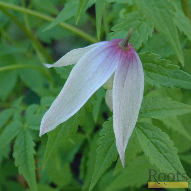 Clematis Alpina 'Willy' | On a 90cm Cane in a 3L Pot Climbing Plants