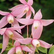 Clematis Alpina 'Willy' | On a 90cm Cane in a 3L Pot Climbing Plants