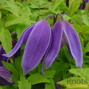 90cm Clematis Alpina 'Cyanea' | 3L Pot Climbing Plants