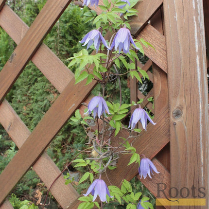 90cm Clematis Alpina 'Cyanea' | 3L Pot Climbing Plants