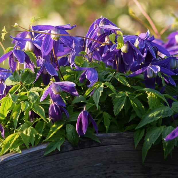 Clematis Alpina 'Cyanea' | On a 90cm Cane in a 3L Pot Climbing Plants