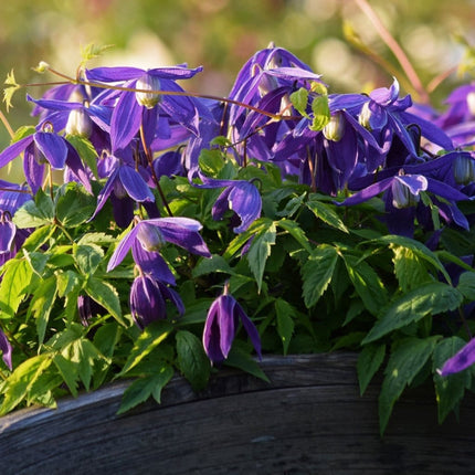 Clematis Alpina 'Cyanea' | On a 90cm Cane in a 3L Pot Climbing Plants