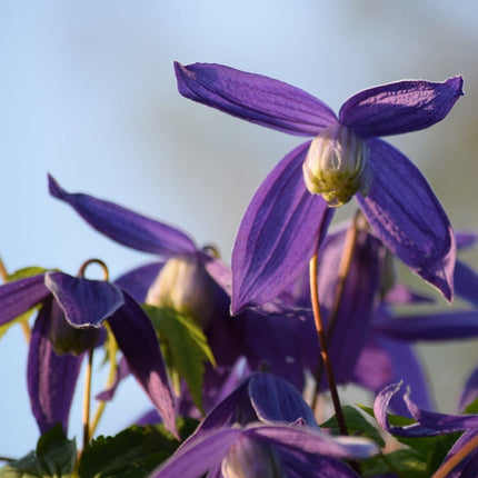 Clematis Alpina 'Cyanea' | On a 90cm Cane in a 3L Pot Climbing Plants
