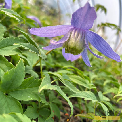 Clematis Alpina 'Bredon Blue'| On a 90cm Cane in a 3L Pot Climbing Plants