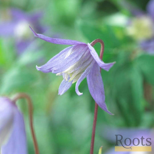 Clematis Alpina 'Bredon Blue'| On a 90cm Cane in a 3L Pot Climbing Plants