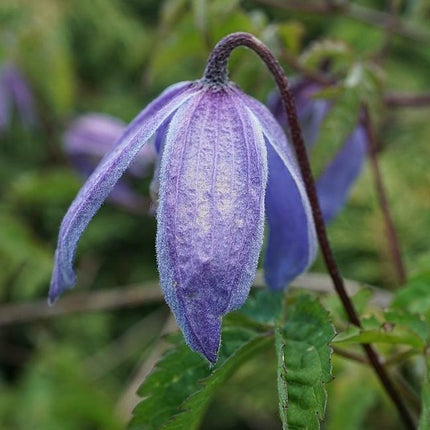 Clematis Alpina 'Bredon Blue'| On a 90cm Cane in a 3L Pot Climbing Plants