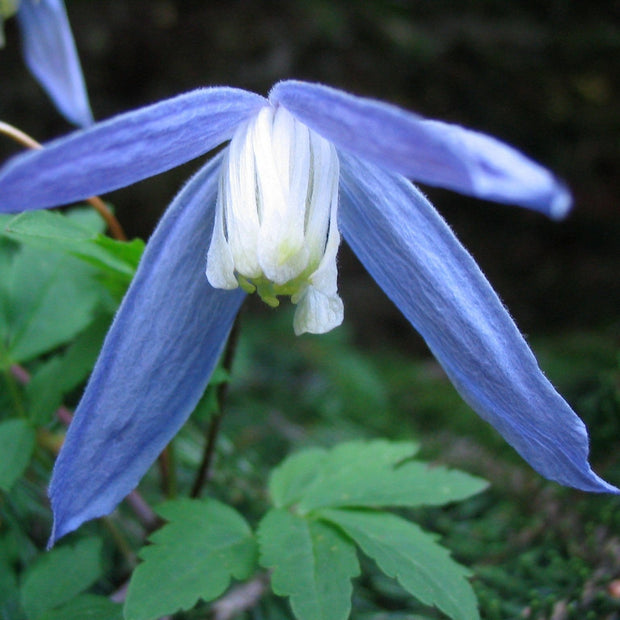 Clematis Alpina 'Bredon Blue'| On a 90cm Cane in a 3L Pot Climbing Plants