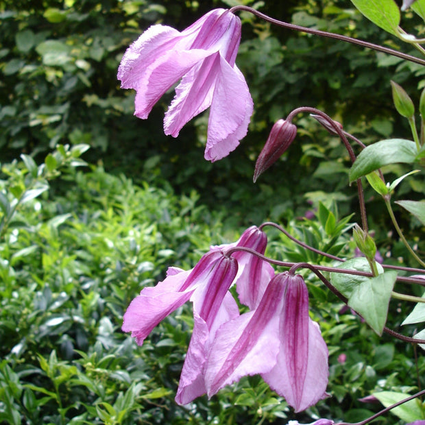 90cm Clematis 'Aljonushka' | 3L Pot