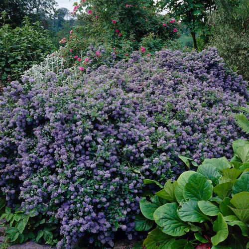 Ceanothus 'Puget Blue | On a 90cm Cane in a 3L Pot Climbing Plants