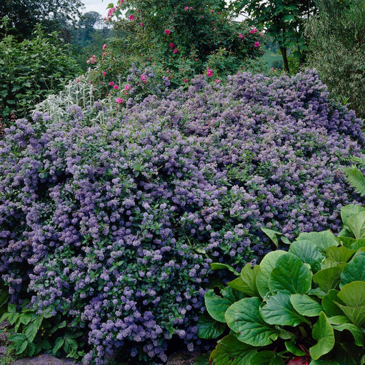 Ceanothus 'Puget Blue | On a 90cm Cane in a 3L Pot Climbing Plants