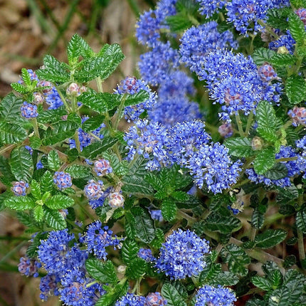 Ceanothus 'Puget Blue | On a 90cm Cane in a 3L Pot Climbing Plants