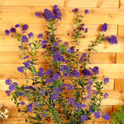 Ceanothus 'Concha' | On a 90cm Cane in a 3L Pot Climbing Plants