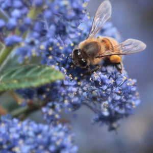 Ceanothus 'Concha' | On a 90cm Cane in a 3L Pot Climbing Plants