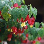 Abutilon 'Megapotamicum' | On a 90cm Cane in a 3L Pot Climbing Plants