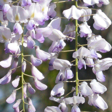 Wisteria floribunda 'Macrobotrys' | Japanese Wisteria | On a 90cm Cane in a 3L Pot Climbing Plants