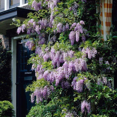 Wisteria Sinensis | Chinese Wisteria | On a 90cm Cane in a 3L Pot Climbing Plants
