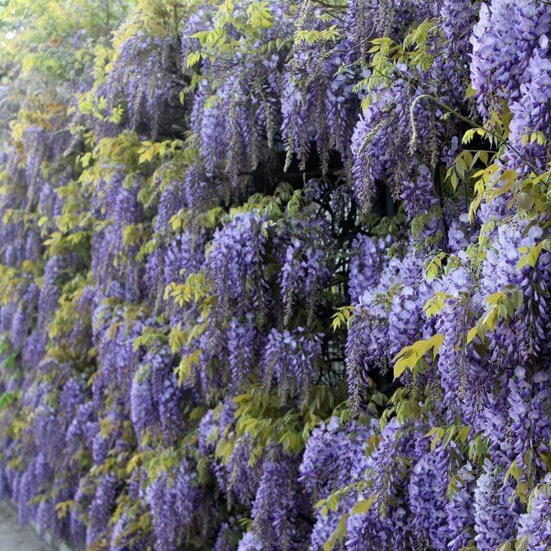 Wisteria Sinensis | Chinese Wisteria | On a 90cm Cane in a 3L Pot Climbing Plants