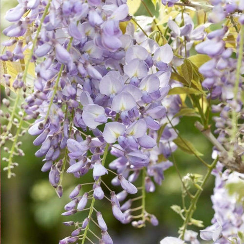 Wisteria 'Lavender Lace' | On a 90cm Cane in a 3L Pot Climbing Plants