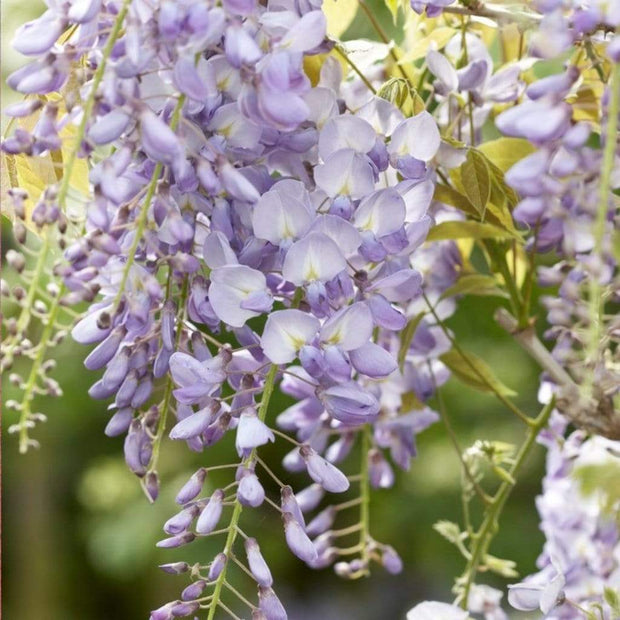 Wisteria 'Lavender Lace' | On a 90cm Cane in a 3L Pot Climbing Plants