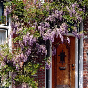 Wisteria 'Lavender Lace' | On a 90cm Cane in a 3L Pot Climbing Plants