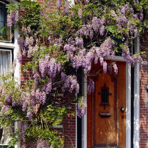 Wisteria 'Lavender Lace' | On a 90cm Cane in a 3L Pot Climbing Plants