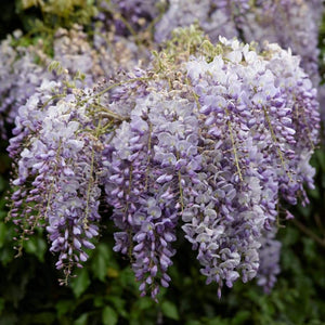 Wisteria 'Lavender Lace' | On a 90cm Cane in a 3L Pot Climbing Plants