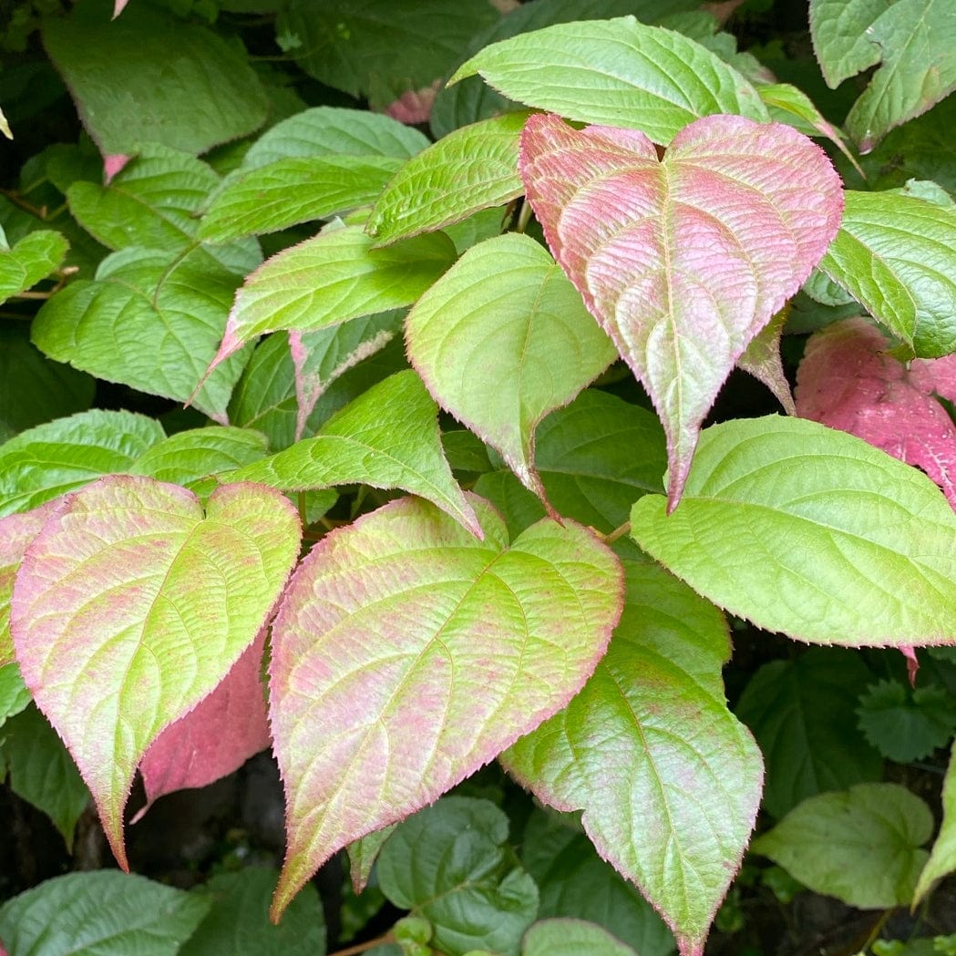 Ornamental Kiwi | Actinidia kolomikta