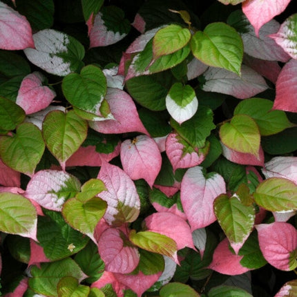 Ornamental Kiwi | Actinidia Kolomikta Climbing Plants