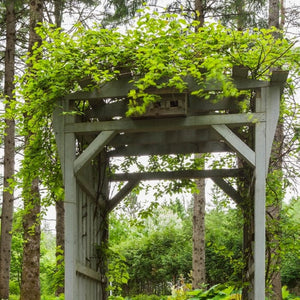 Ornamental Kiwi | Actinidia Kolomikta Climbing Plants