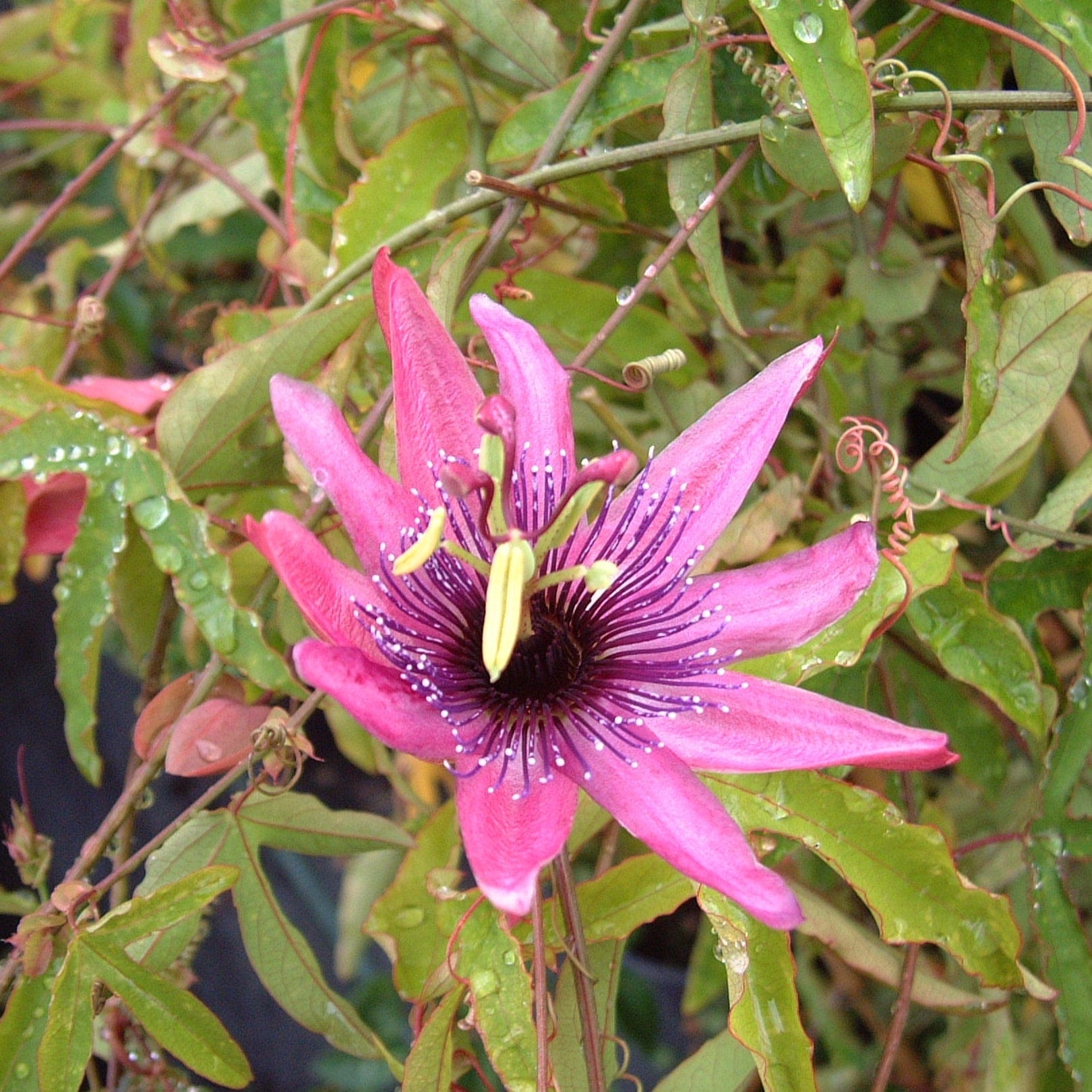 Red passion online flower