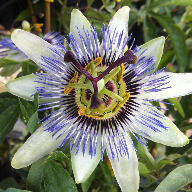 White Passion Flower | Passiflora 'White Lighting' Climbing Plants