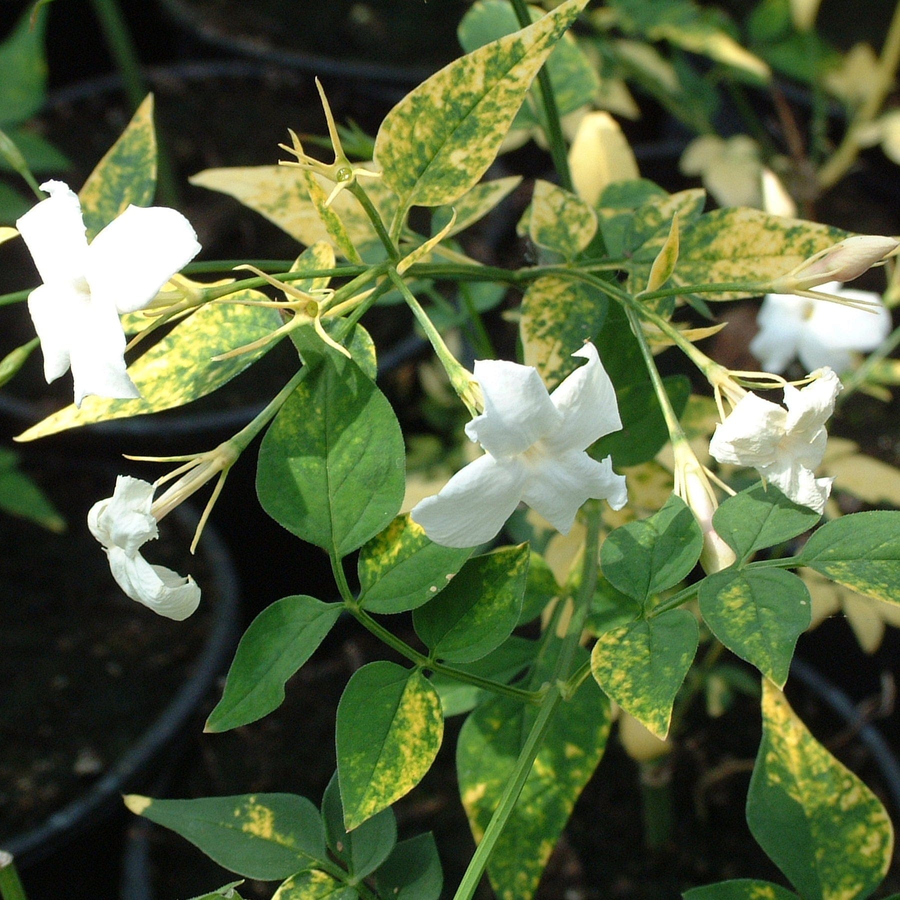 Variegated Jasmine | Jasminum officinale 'Aureovariegatum'
