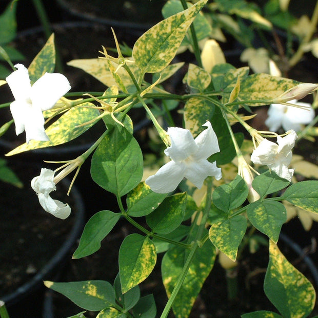 Variegated Jasmine | Jasminum Officinale 'Aureovariegatum' Climbing Plants