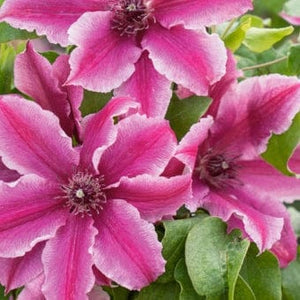 Clematis 'Carnaby' | On a 90cm cane in a 3L pot Climbing Plants