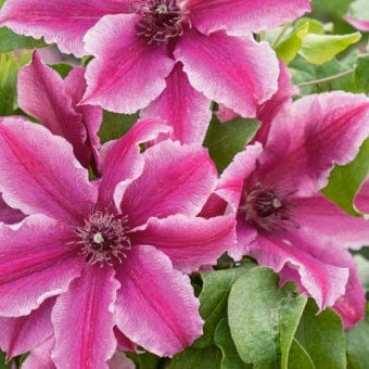 Clematis 'Carnaby' | On a 90cm cane in a 3L pot Climbing Plants