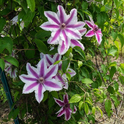 Clematis 'Carnaby' | On a 90cm cane in a 3L pot Climbing Plants