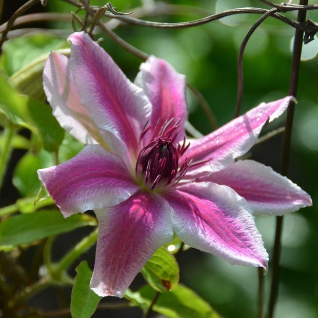 Clematis 'Carnaby' | On a 90cm cane in a 3L pot Climbing Plants