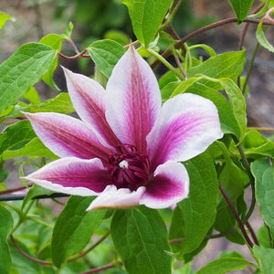 Clematis 'Carnaby' | On a 90cm cane in a 3L pot Climbing Plants