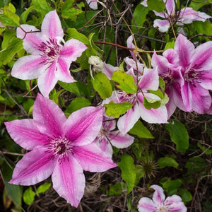 Clematis 'Carnaby' | On a 90cm cane in a 3L pot Climbing Plants