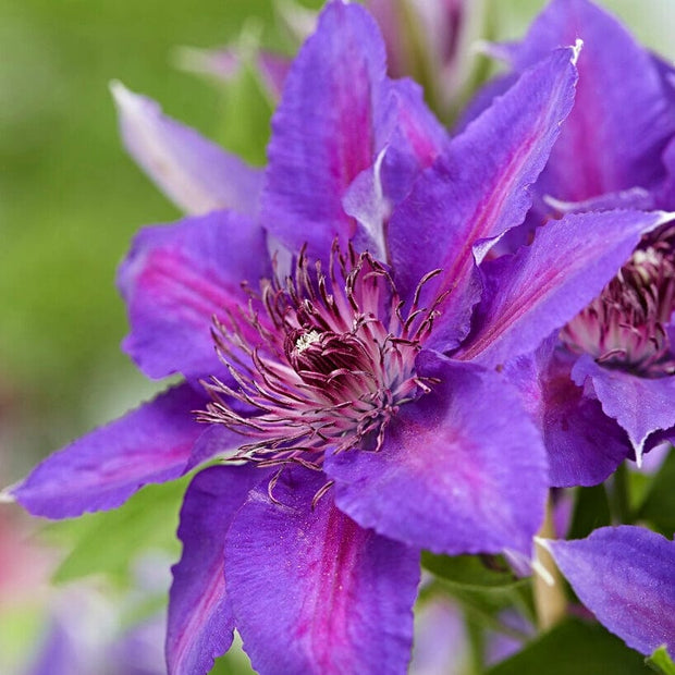 Clematis 'Edda' | On a 90cm cane in a 3L pot Climbing Plants