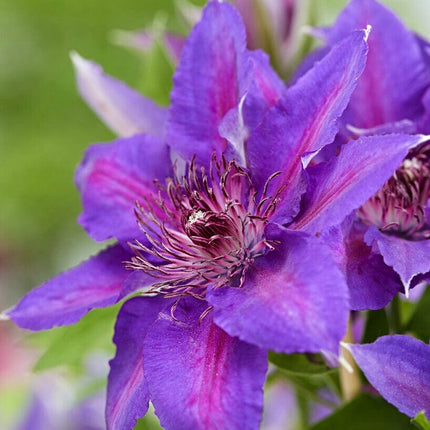 Clematis 'Edda' | On a 90cm cane in a 3L pot Climbing Plants