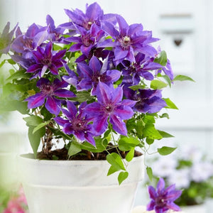 Clematis 'Edda' | On a 90cm cane in a 3L pot Climbing Plants