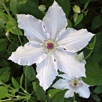 Clematis 'Pat Coleman' | On a 90cm cane in a 3L pot Climbing Plants
