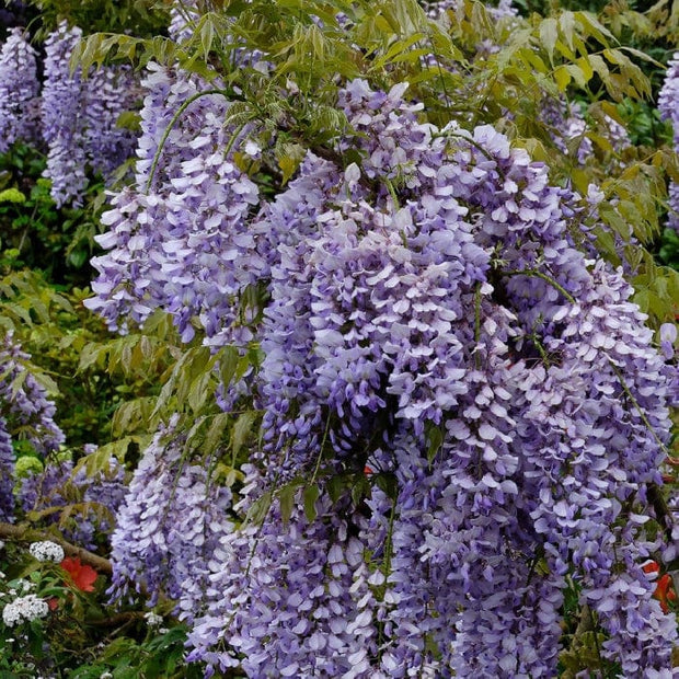 Wisteria sinensis 'Caroline' | On a 90cm cane in a 3L pot Climbing Plants