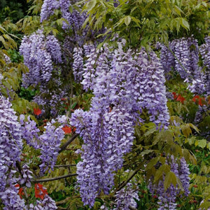 Wisteria sinensis 'Caroline' | On a 90cm cane in a 3L pot Climbing Plants